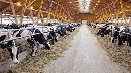 Госстат подсчитал поголовье скота в Украине