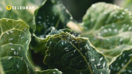 Белокрылка очень опасна для растений (изображение создано с помощью ИИ)