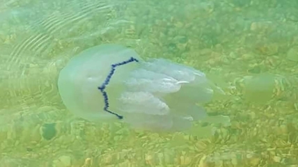 Медузи в Чорному морі