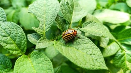 Колорадський жук – головний шкідник на ділянці