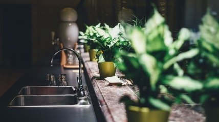 Скрасят интерьер и очистят воздух: растения, которых не хватает на Вашей кухне