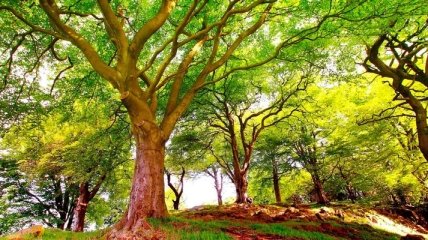 На Земле растет три триллиона деревьев