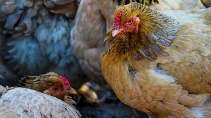 Украина вошла в пятерку крупнейших экспортеров курятины в мире