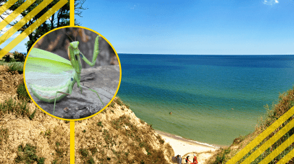 Богомол в Одесской области