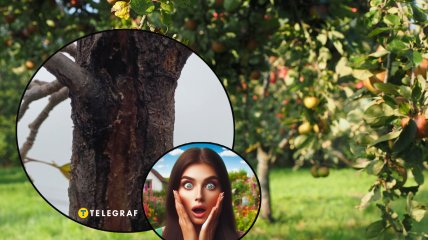 Трещина на коре поддается лечению