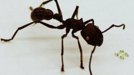 Меньше головы муравья: Создан самый маленький шагающий робот