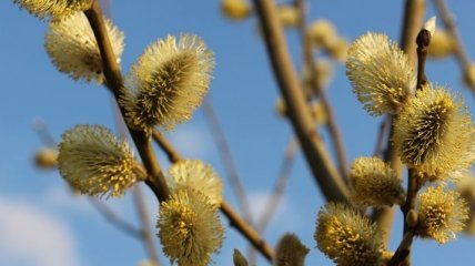 Теплее обычного, но с заморозками: ученые рассказали, какой будет весна 