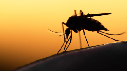 Комары доставляют в жилище массу неудобств