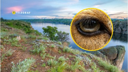 Тварини почуваються на острові дуже комфортно