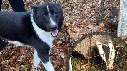 Охотничья собака