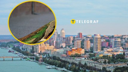 Містом гуляв незвичний птах