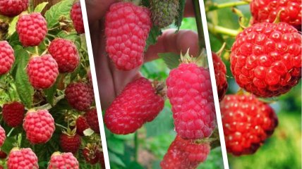 Малина Глен Файн, Лячка, Октавія