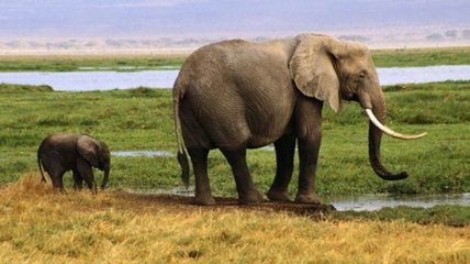 Слоны чувствуют опасность от человека по его голосу
