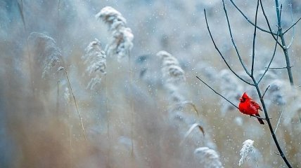 Морозы до -20 и снежные заносы: в Украине существенно похолодает