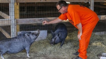 В Госпродпотребслужбе рассказали об убытках свиноводов из-за вируса АЧС