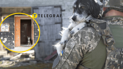 Невеликі собаки краще адаптуються до загроз війни