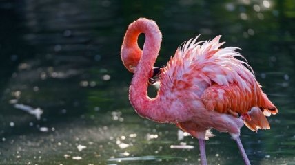 Усыпили старейшего в мире фламинго в возрасте 83 лет