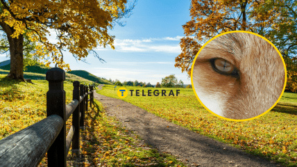 Животное сопровождает хозяина везде