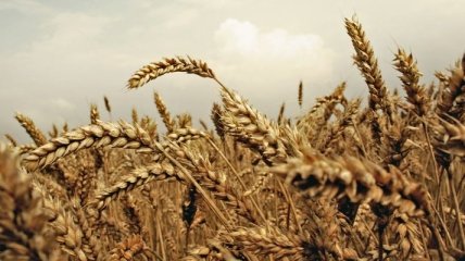 Украина уже поставила в Китай 400 тысяч тонн пшеницы