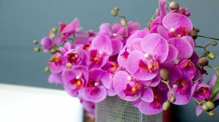 Орхідея – прикраса будь-якого будинку