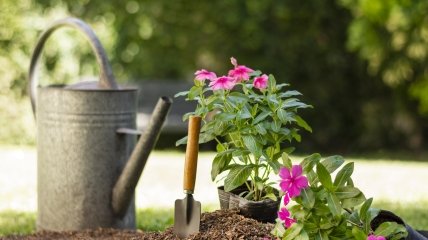 Якщо посіяти ці квіти у квітні, то влітку вони потішать цвітінням