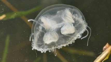В Днепре обнаружили медуз: видео 