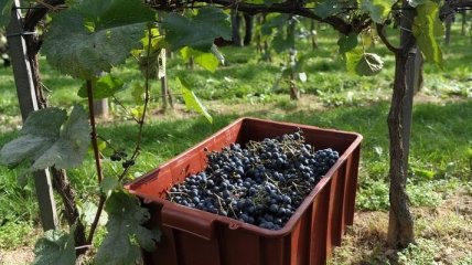 Французы пытались сорвать фестиваль вина в Крыму