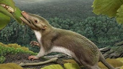 Ученые: Расцвет млекопитающих начался задолго до вымирания динозавров