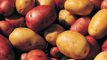 Эксперт: ГМО-картофеля в Украине нет - есть сахарная свекла с ГМО