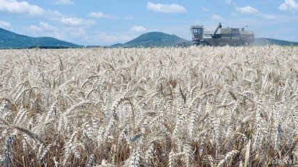 Аграрии уже намолотили 10 млн тонн зерна нового урожая