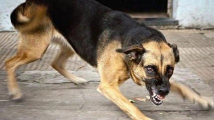 В Николаеве бешеная собака искусала 12 человек 