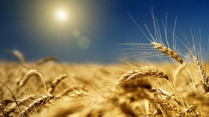 Радченко: Украина ожидает богатый урожай