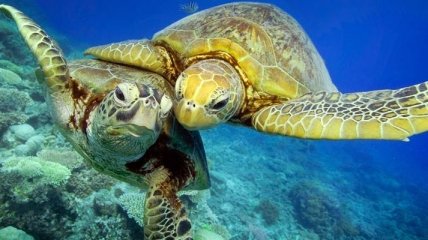 Из-за потепления на Большом барьерном рифе почти не осталось черепах-самцов