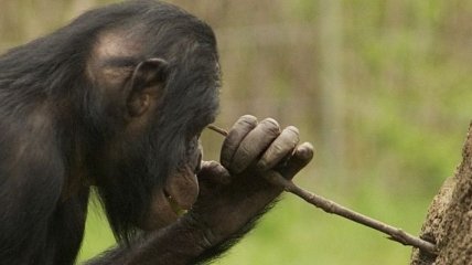Ученые поражены инструментальными навыками шимпанзе