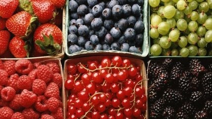 Украинцев успокаивают: недостатка урожая ягод не будет