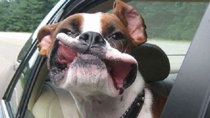 Улыбка до ушей: забавные собаки, которые более всего на свете любят автомобильные трипы 