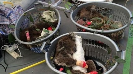 Знайшли мертвих коал після вирубки лісу в Австралії 