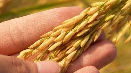 Правительство ожидает большой урожай зерновых в Украине