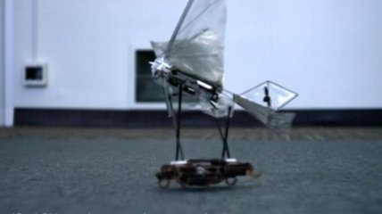 Робот-таракан запустил в воздух робота-птицу