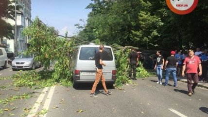 В Киеве возле Верховной Рады на машины упало дерево, образовались пробки