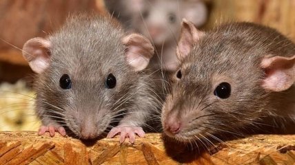 У крыс обнаружены признаки человеческого сознания