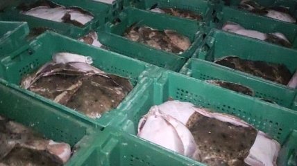 В Азовском море задержали браконьеров с уловом на миллион гривен (Видео)