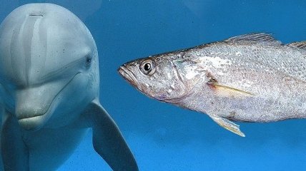 Самая громкая рыба в мире не дает покоя дельфинам