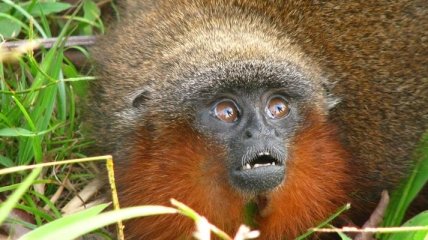 Ученые выяснили, как и почему ревнуют моногамные приматы