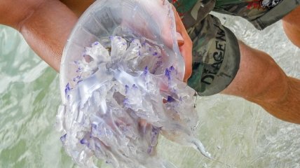 В Кирилловке медуз вылавливают тоннами и вывозят с пляжей грузовиками (видео)