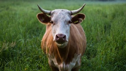 По инициативе фермера в Швейцарии пройдет референдум о сохранении коровам рогов 