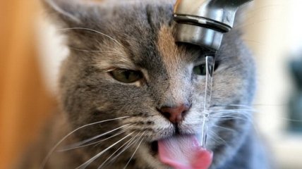Доказана аккуратность кошек во время питья