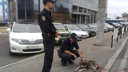 Интернет покоряет история, как полицейские помогли раненому псу