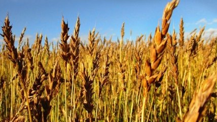Минагрополитики отчиталось о посеве озимыми зерновыми