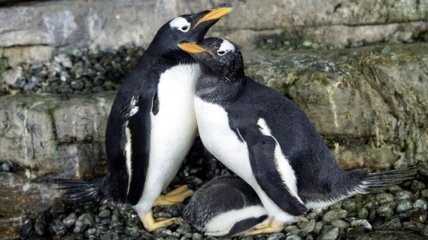 Поздравим молодых мам: у однополой пары пингвинов в Валенсии вылупился детеныш (Видео)